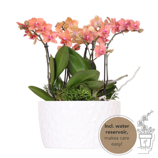 Kolibri Orchids | orangefarbenes Pflanzenset in Honigschale inkl. Wasserreservoir | drei orangefarbene Orchideen Bozen 9cm und drei Grünpflanzen | Dschungelstrauß orange mit autarkem Wasserreservoir 