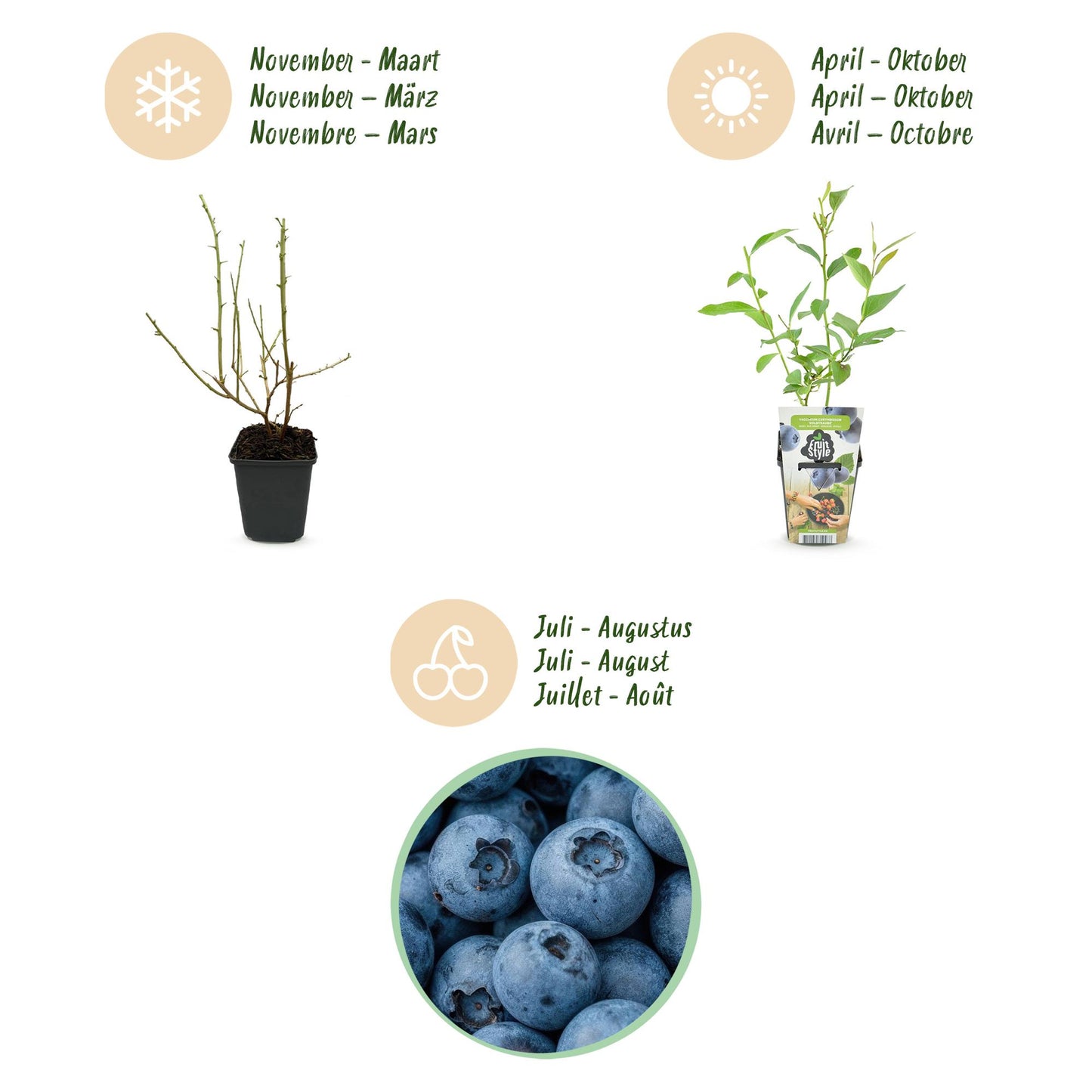 Blaubeere Vaccinium corymbosum Goldtraube winterhart 6 Pflanzen Ø9cm Höhe30cm – Ertragreiche Heidelbeere für Garten Balkon & Terrasse 