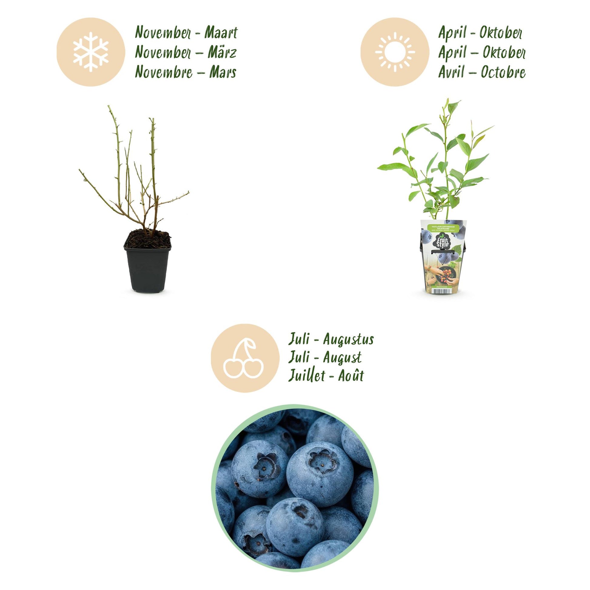 Blaubeere Vaccinium corymbosum Goldtraube winterhart 6 Pflanzen Ø9cm Höhe30cm – Ertragreiche Heidelbeere für Garten Balkon & Terrasse 