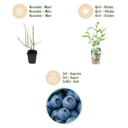 Blaubeere Vaccinium corymbosum Goldtraube winterhart 6 Pflanzen Ø9cm Höhe30cm – Ertragreiche Heidelbeere für Garten Balkon & Terrasse 