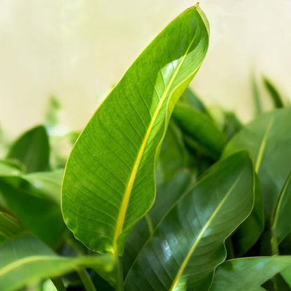 Green boutiQ - Zimmerpflanzen - Stelitzia Nicolai - Paradiesvogelblume - Wenig Pflege - Grün - 2 Pflanzen - Topf 17cm - Höhe 70-90cm 