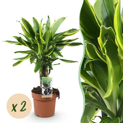 Green boutiQ - Zimmerpflanzen - Dracaena fragrans Golden Coast - Drachenblutbaum - Geringer Pflegeaufwand - Bunt - 2 Pflanzen - Topf 17cm - Höhe 50-55cm 