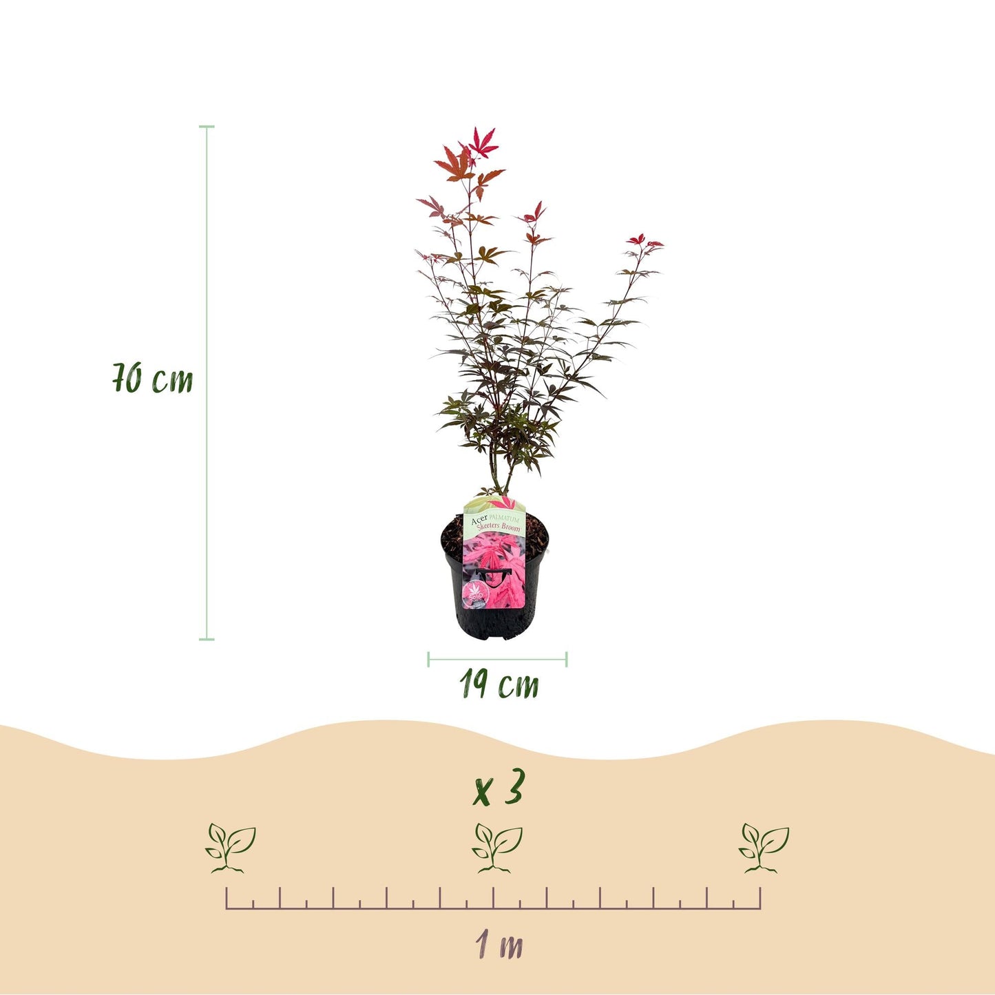 Japanischer Ahorn – Acer palmatum 'Skeeter’s Broom' – 2 Pflanzen – je ca. 70 cm hoch – Topf Ø19 cm – kompakt wachsend – Balkon- & Gartenpflanze 