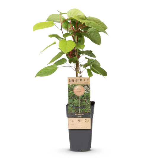 Green boutiQ - Fruchtpflanze - Actinidia arguta Weiki - Kiwi-Pflanze - Männlich - Rote - Lila Früchte - 1 Pflanze - Topf 15cm - Höhe 50cm 