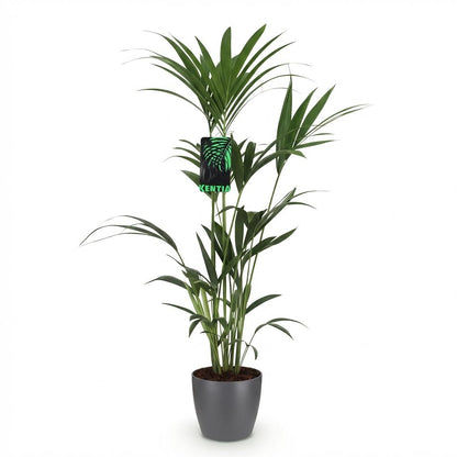 Green boutiQ - Zimmerpflanze - Howea Forsteriana - Kentia-Palme - Wenig Pflege - Grün - 1 Pflanze - mit Potter Grau - Topf 21cm - Höhe 120-130cm 