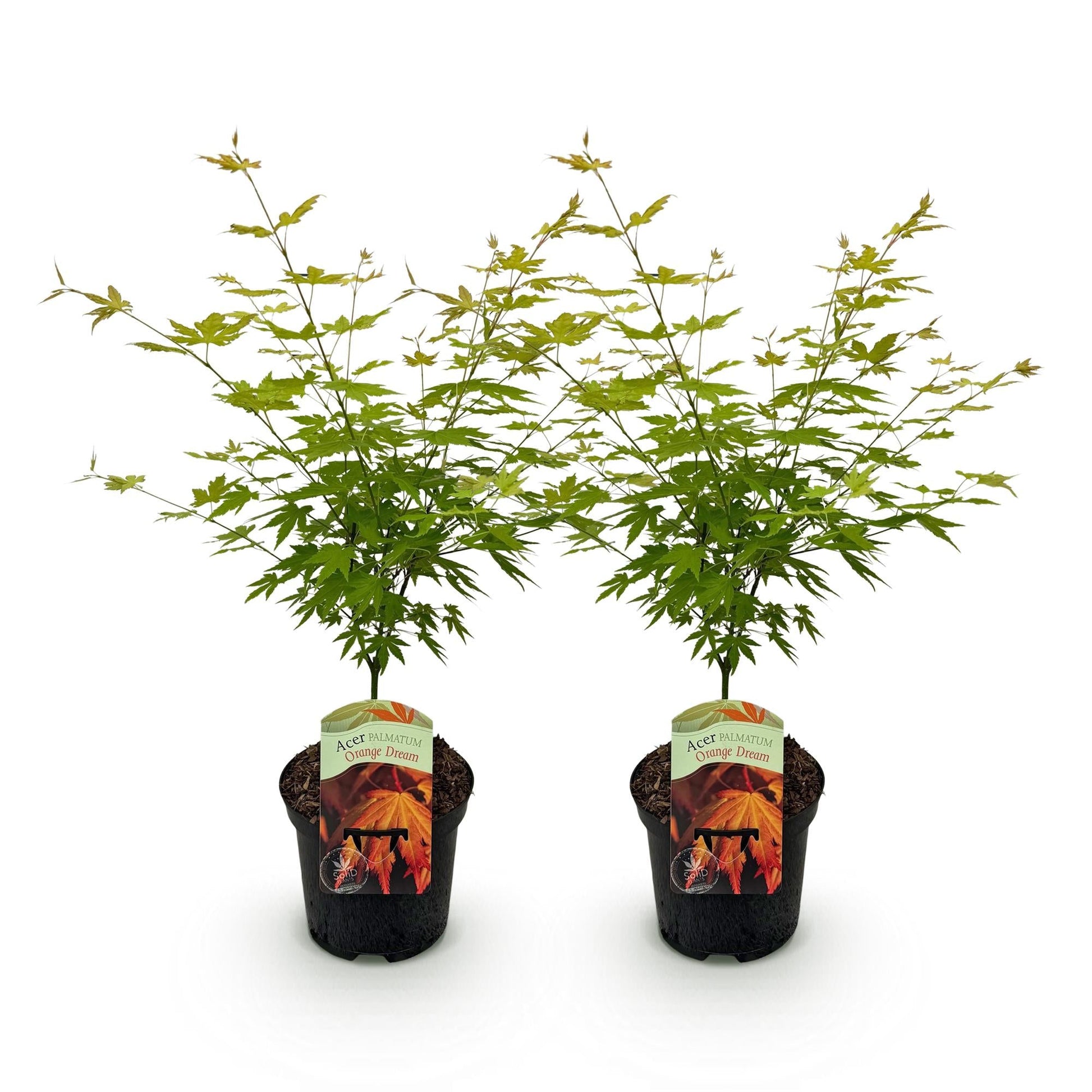 Japanischer Ahorn – Acer palmatum 'Orange Dream' – 2 Pflanzen – ca. 70 cm hoch – Topf Ø19 cm – orangefarbenes, fein gefiedertes Laub – Balkon- & Gartenpflanze 
