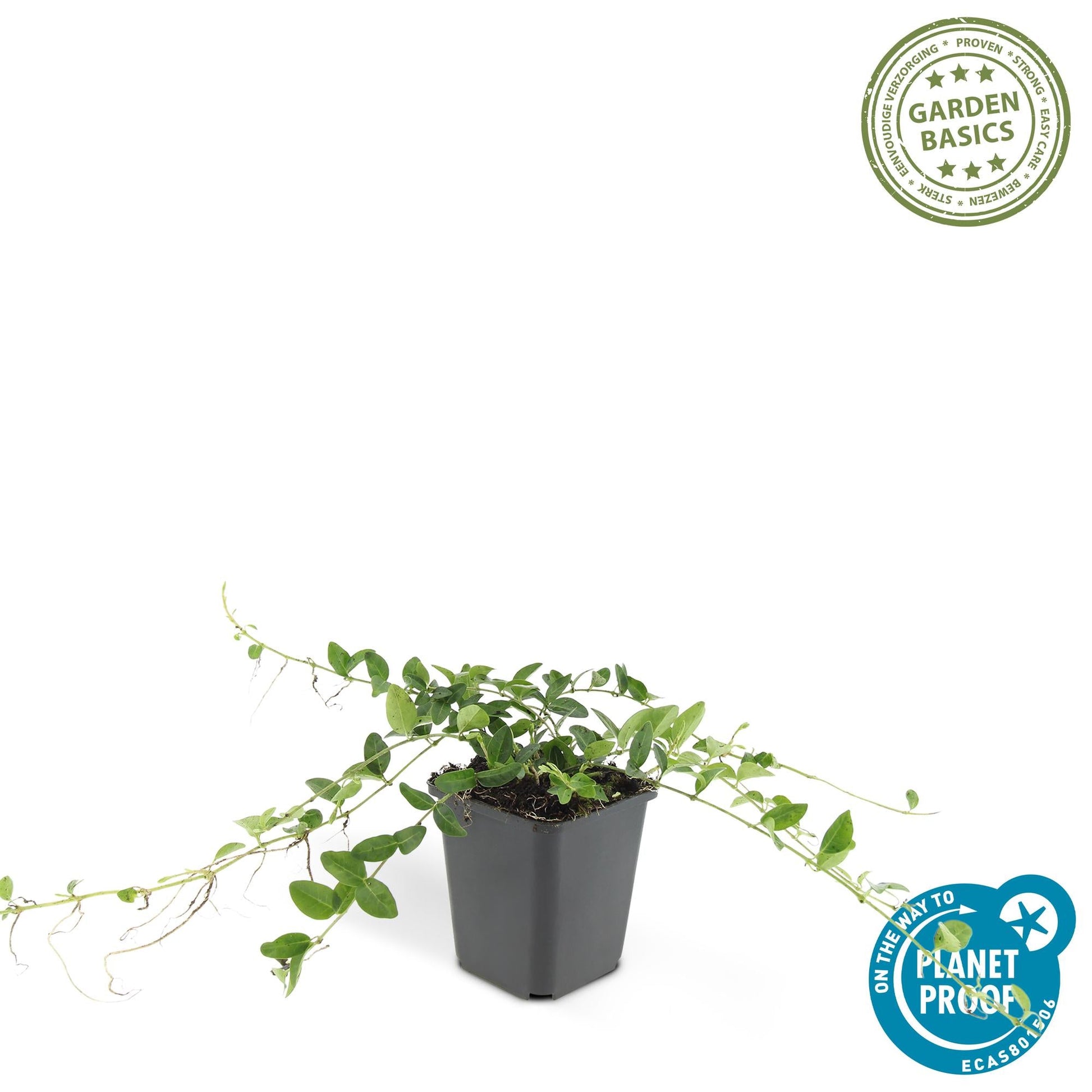 Vinca minor ‘Alba’ – 24 Pflanzen – ↕10-25cm – Ø9cm – Bodendecker – Weiße Blüten – Sonne & Schatten – Pflegeleicht & Robust 