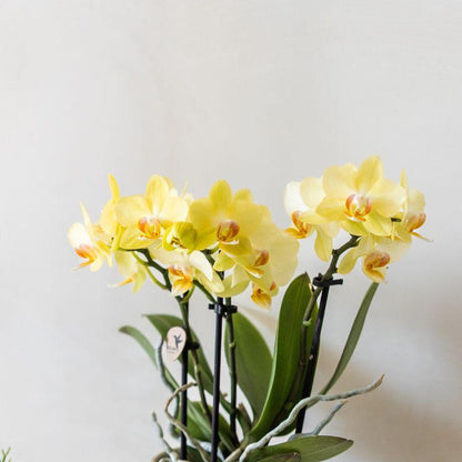 Kolibri Orchids | Gelbe Albenga Orchidee + Bold Cognac Übertopf – Topfgröße Ø9cm | blühende Zimmerpflanze – frisch vom Züchter 