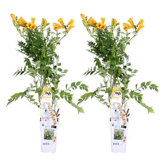 Trompetenblume - Campsis Summer Jazz 'Gold Trumpet' - ↨65cm - Ø15cm - 2 Stück