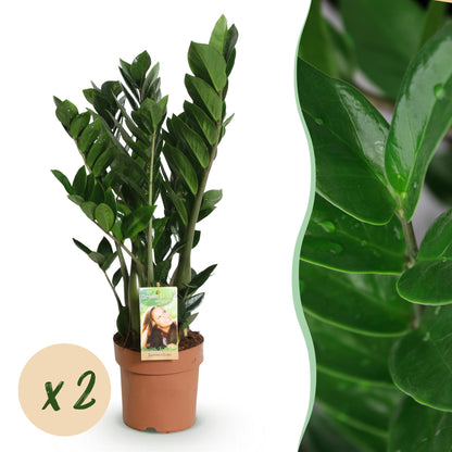 Green boutiQ - Zimmerpflanzen - Zamioculcas - ZZ-Pflanze - Wenig Pflege - Grün - 2 Pflanzen - Topf 17cm - Höhe 65-75cm 
