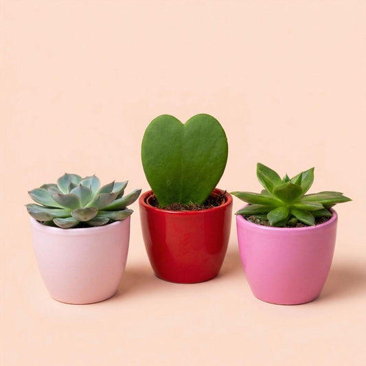 Plant set van 3 met mini pot - Love - Vetplanten - roze/rood - Ø 6 cm 