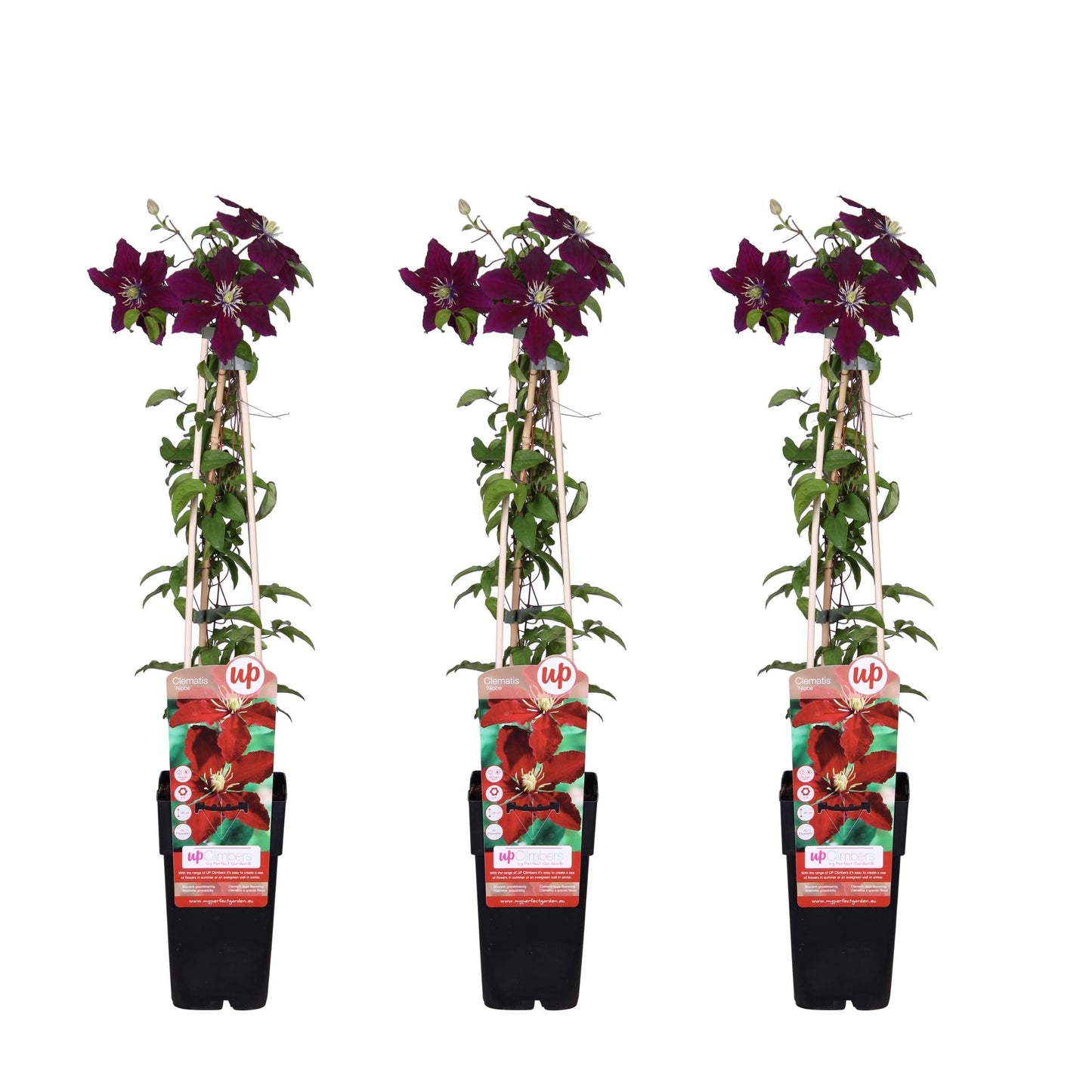 Waldrebe - Clematis Niobe – 3 Pflanzen - Winterharte Kletterpflanze mit roten Blüten – Ø15 cm Topf – Ca. 65 cm hoch – Blüte Mai bis September – Ideal für Garten, Zaun & Pergola 