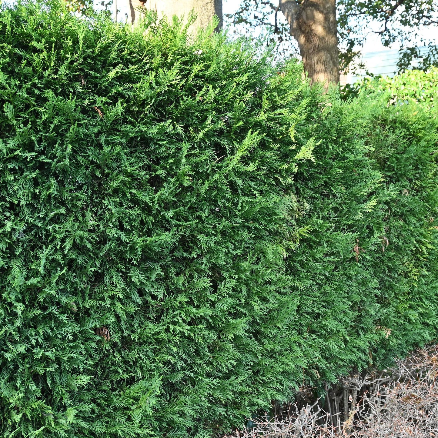 Leyland-Zypresse - Cupressocyparis leylandii - Heckenpflanze - Blatt grün - 8 Pflanzen - 1 laufender Meter - immergrün - Topf 9cm Höhe 35-40cm