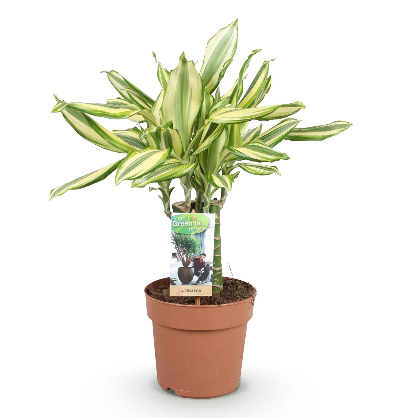 Green boutiQ - Zimmerpflanzen - Dracaena fragrans Diamond Dream - Drachenbaum - Wenig Pflege - Bunt - 1 Pflanze - Topf 17cm - Höhe 50-55cm 