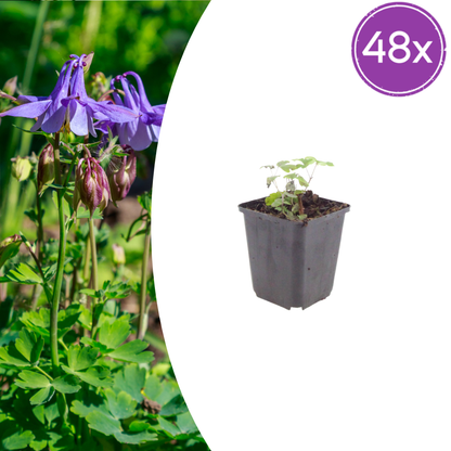 Akelei Aquilegia vulgaris – 48 Pflanzen – 10-25cm – Ø9cm – Winterharte Staude für Sonne & Halbschatten – Blühpflanze für Beet, Steingarten & Naturgarten