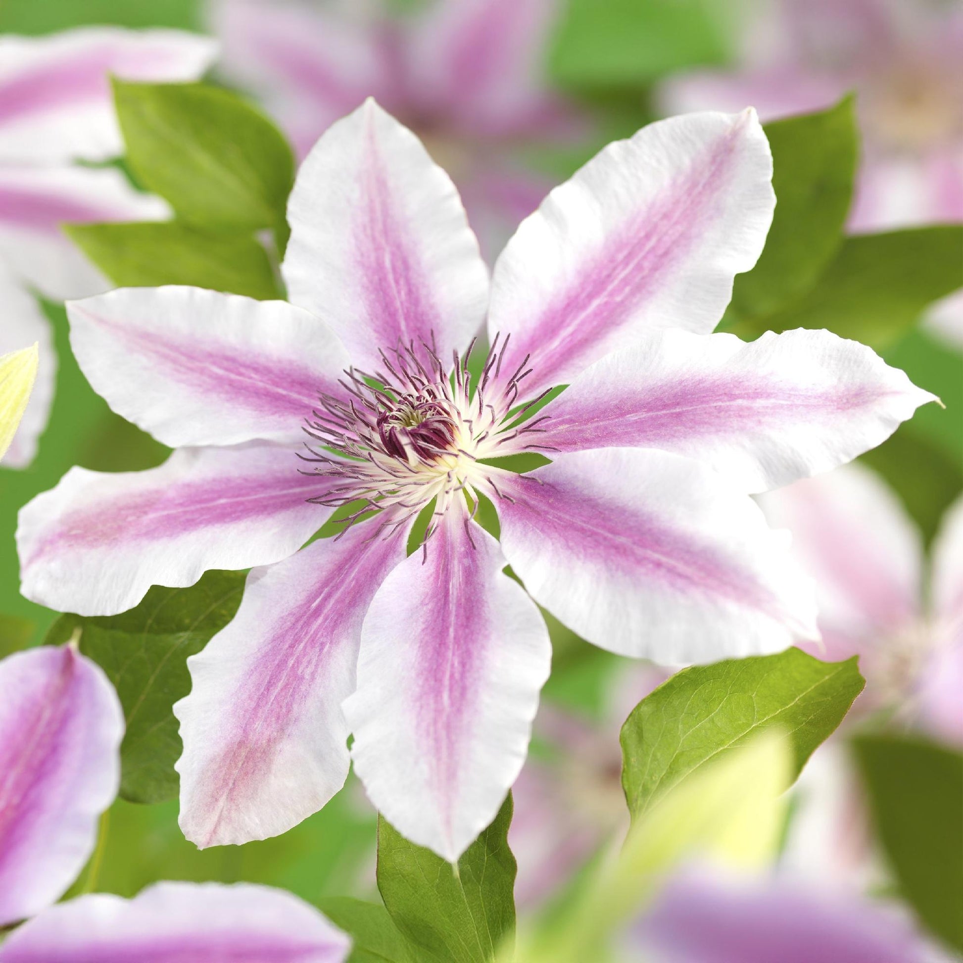 Kletterpflanze Clematis Nelly Moser – Rosa Blüten – Wenig Pflege – 2 Pflanzen – 11 cm Höhe 40 cm – Für Garten, Balkon & Pergolen 