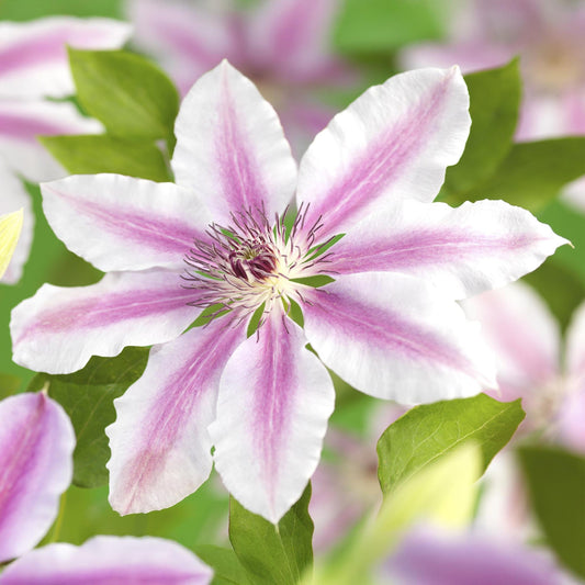 Kletterpflanze Clematis Nelly Moser – Rosa Blüten – Wenig Pflege – 2 Pflanzen – 11 cm Höhe 40 cm – Für Garten, Balkon & Pergolen 