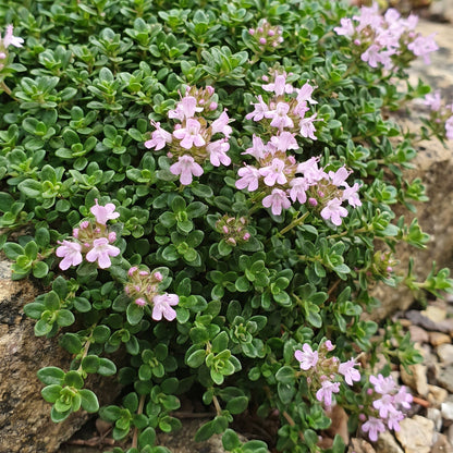Kriech-Thymian 'Minor' – Thymus praecox 'Minor' – 6 Pflanzen – Topf Ø11cm – Bienenfreundliche Staude für Garten & Balkon