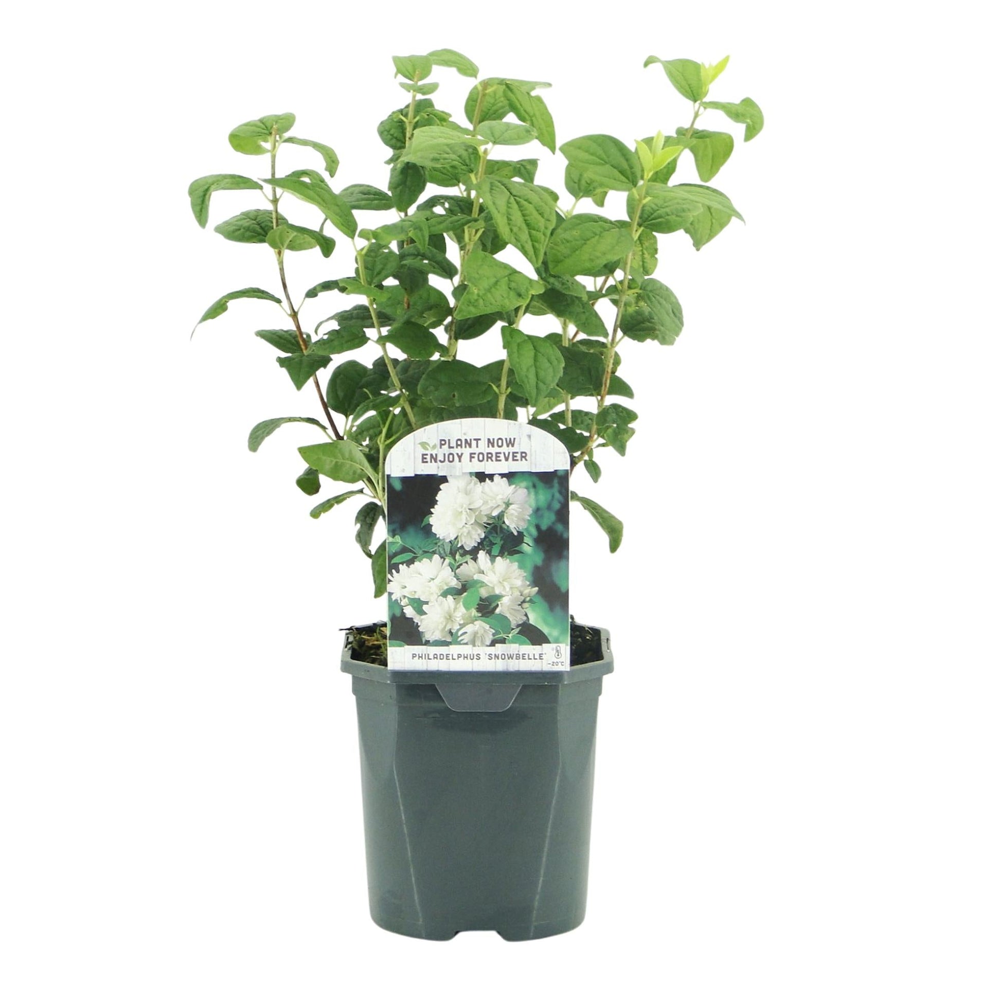 Bauernjasmin Philadelphus Snowbelle – Duftende Weiße Blüten – Wenig Pflege – 17 cm Höhe 45 cm – Für Garten, Terrasse & Balkon 