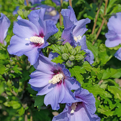 Garteneibisch - Hibiscus syriacus Oiseau Blue - Blüte Blau - Strauch - Wenig Pflege - Topf 17cm Höhe 45cm