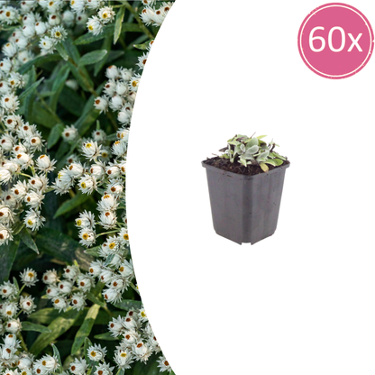 Perlkörbchen Anaphalis triplinervis – 60 Pflanzen – Silberlaub Staude für sonnige Beete & Steingarten – Insektenfreundlich & trockenheitsverträglich – 10-25cm – Ø9cm