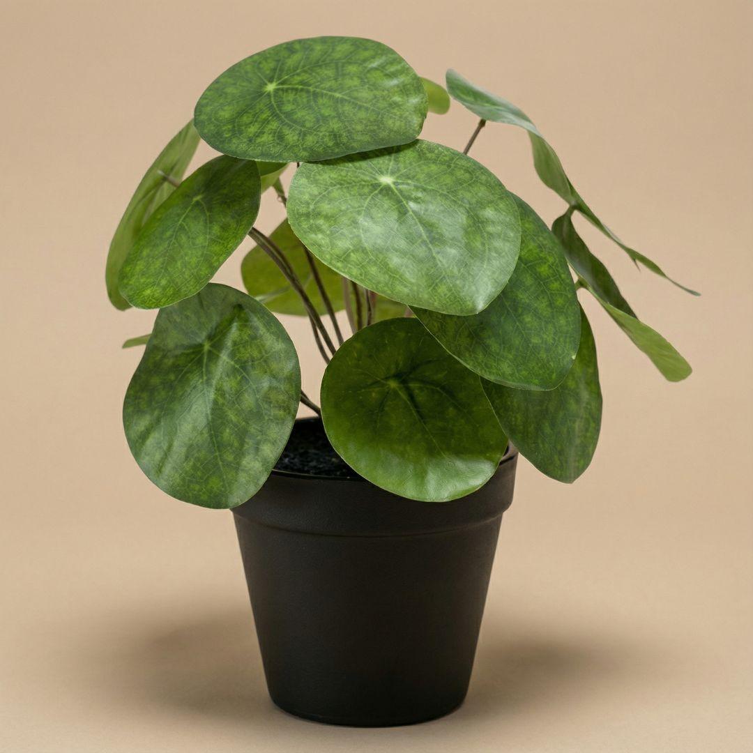 Pilea Kunstpflanze Busch – ca.25cm – Im schwarzen Topf – Realistische künstliche Zimmerpflanze – Pflegefreie Deko für Fensterbank Regal & Büro