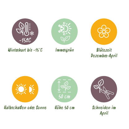 GreenboutiQ - Gartenpflanze - Lenten Rose Helleborus sternii Silver Dollar - Grüne Blume - 1 Pflanze - Immergrün - Topf 14cm Höhe 35cm 