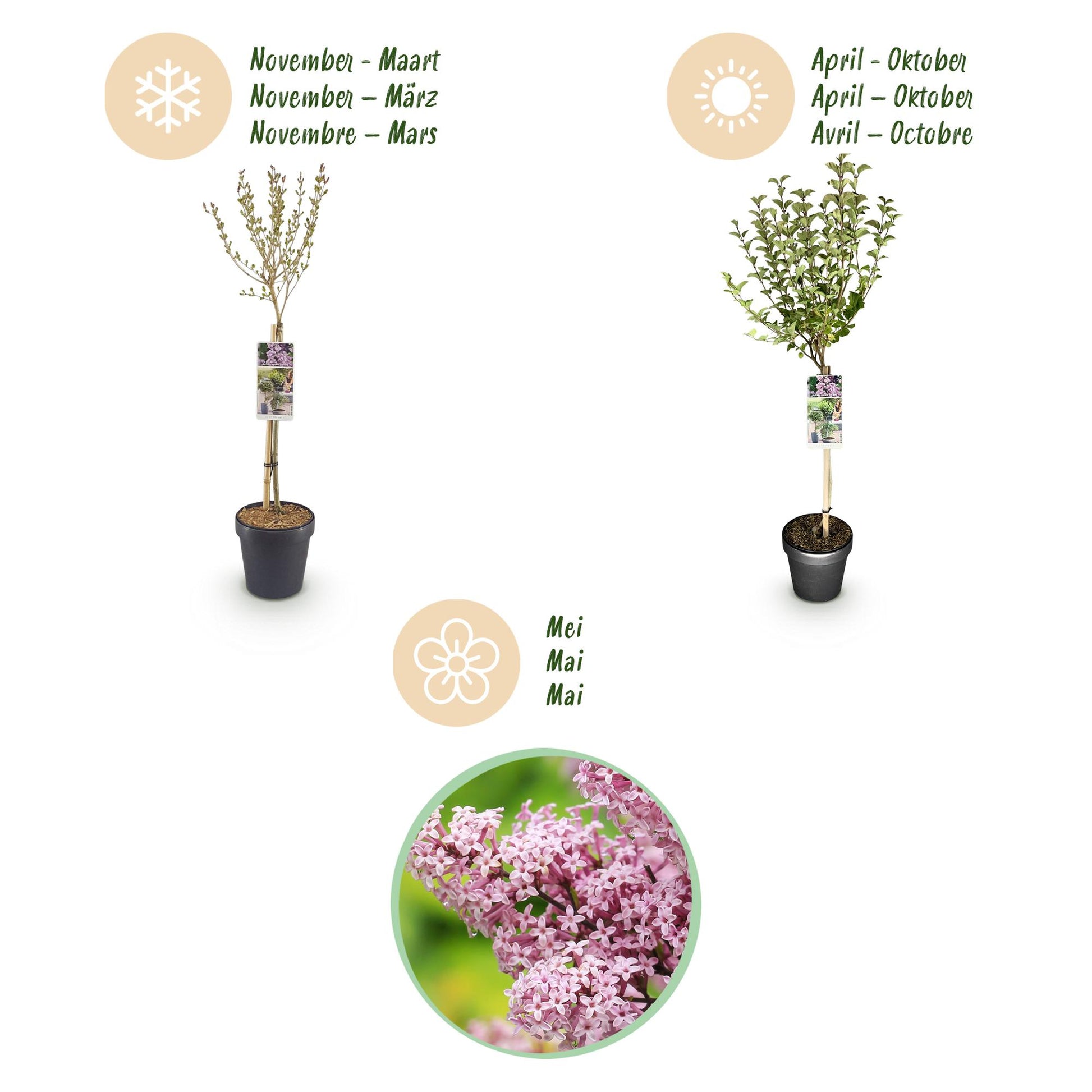 GreenboutiQ - Stamm-Pflanze - Syringa meyeri Palibin - Terrassenpflanze - Laubabwerfend - Winterhart - Lila Blüte - Topf 19cm Höhe 90cm 