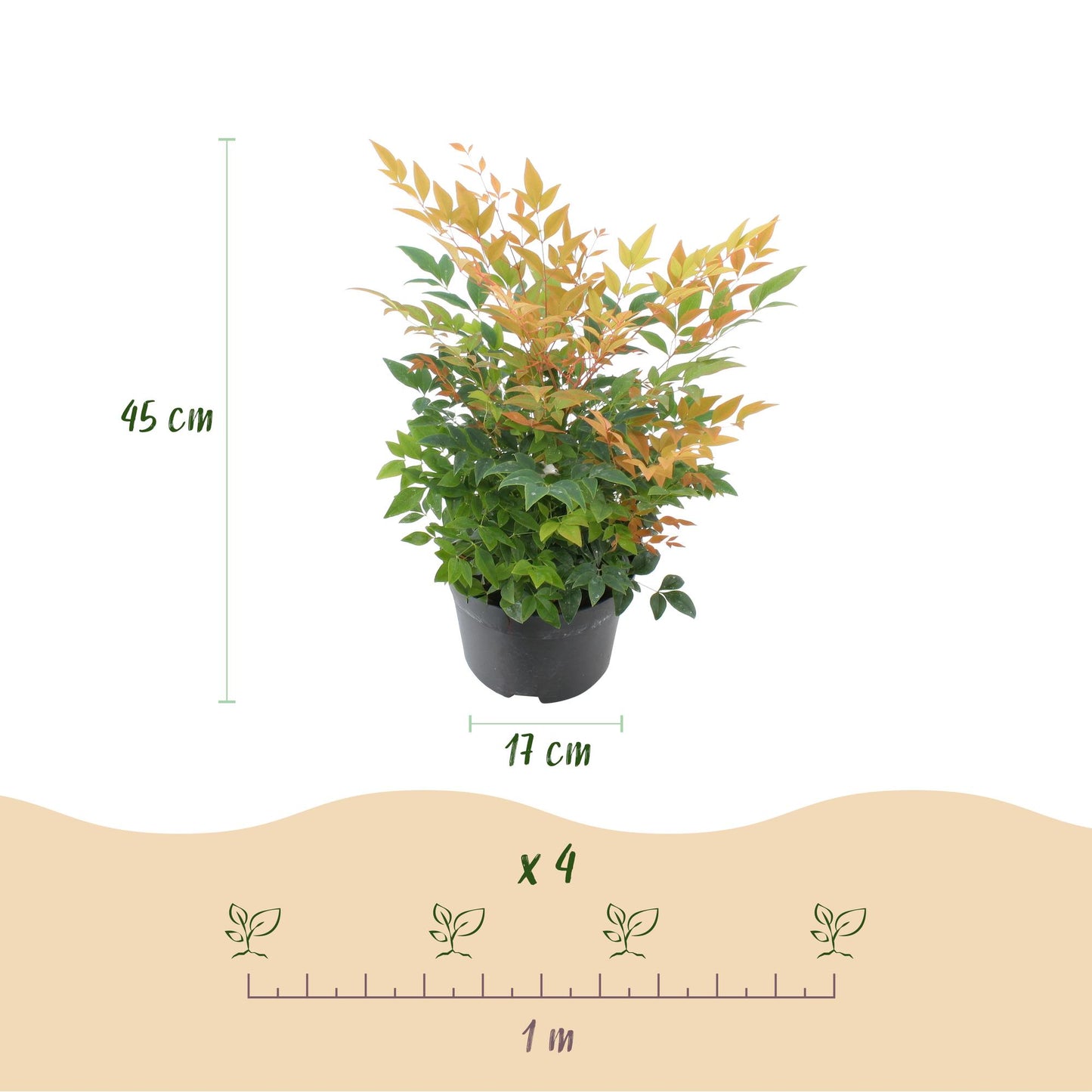 GreenboutiQ - Gartenpflanze - Nandina Gulfstream - Orange - 1 Pflanze - Immergrün - Pflegeleicht - Topf 17cm Höhe 45cm 