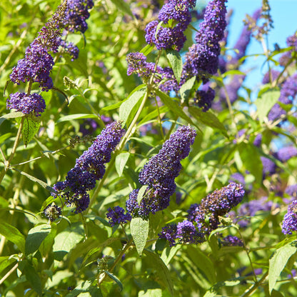 Schmetterlingsstrauch Buddleja davidii Empire Blue – Blau blühender, laubabwerfender Gartenstrauch – Schmetterlings- & bienenfreundlich – Pflegeleicht – 17 cm, Höhe 25 cm 