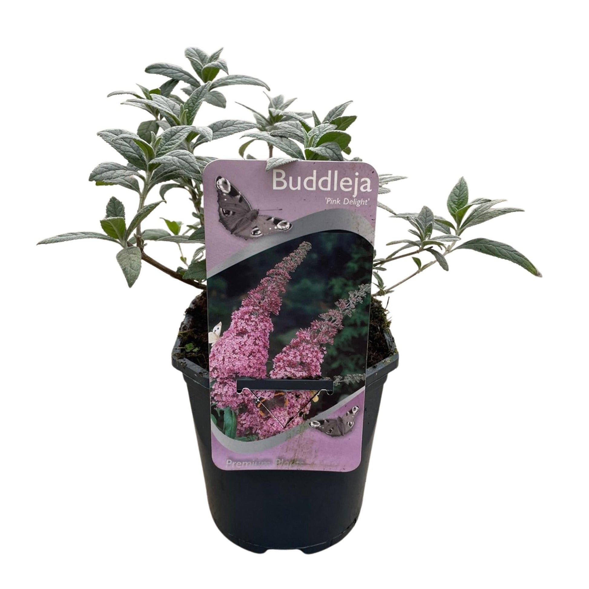 Schmetterlingsstrauch Buddleja davidii Pink Delight – Rosa Blüten – Schmetterlingsfreundlich – Laubabwerfend – 17 cm x H25 cm – Pflegeleicht 