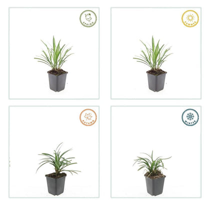 Liriope muscari 'Ingwersen' – Bodendecker – 24 Pflanzen –  Ø9cm – ↕10–25cm – Immergrün & winterhart – Violette Blüte – Für Sonne & Schatten – Pflegeleicht 