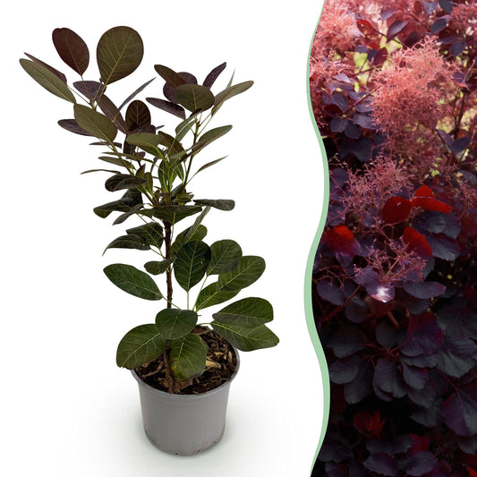 GreenboutiQ - Gartenpflanze - Cotinus coggyria Royal Purple - Lila - 1 Pflanze - Laubabwerfend - Wenig Pflege - Topf 12cm Höhe 35cm 