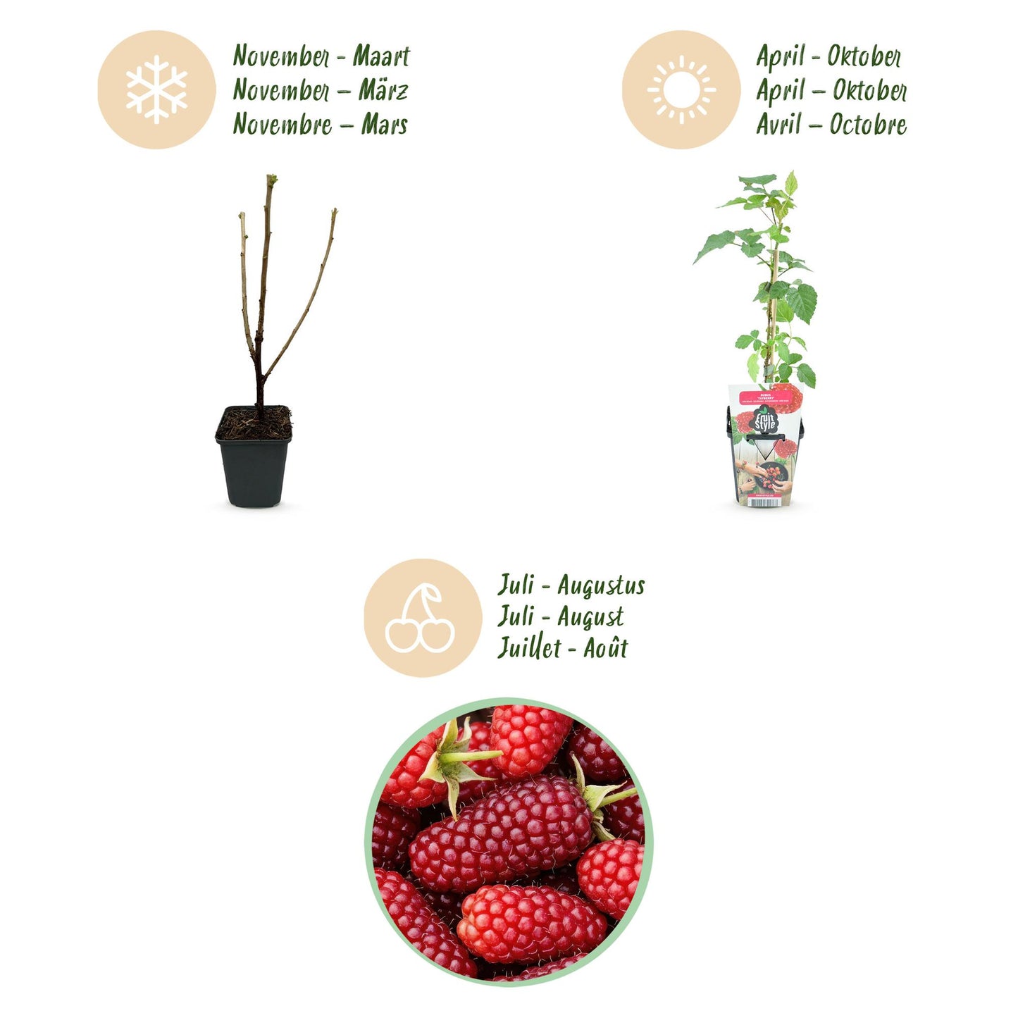 Tayberre Rubus Tayberry winterhart 3 Pflanzen Ø9cm Höhe 30cm – Kreuzung aus Himbeere & Brombeere – Rote Beeren für Garten & Balkon 