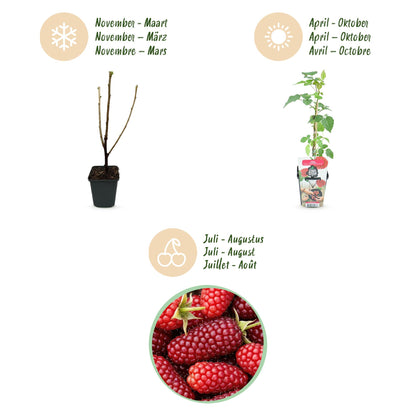 Tayberre Rubus Tayberry winterhart 3 Pflanzen Ø9cm Höhe 30cm – Kreuzung aus Himbeere & Brombeere – Rote Beeren für Garten & Balkon 