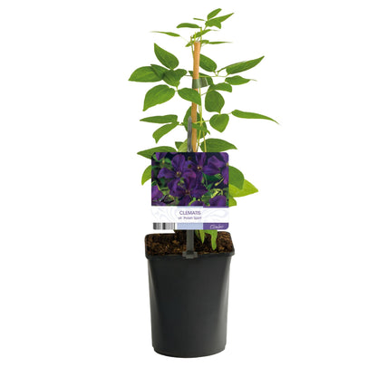 Kletterpflanze Clematis vit. 'Polish Spirit' – Tiefviolette Blüten – 2 Pflanzen – 11 cm x H40 cm – Bis 3 m – Pflegeleicht – Ideal für Garten, Balkon & Pergola 