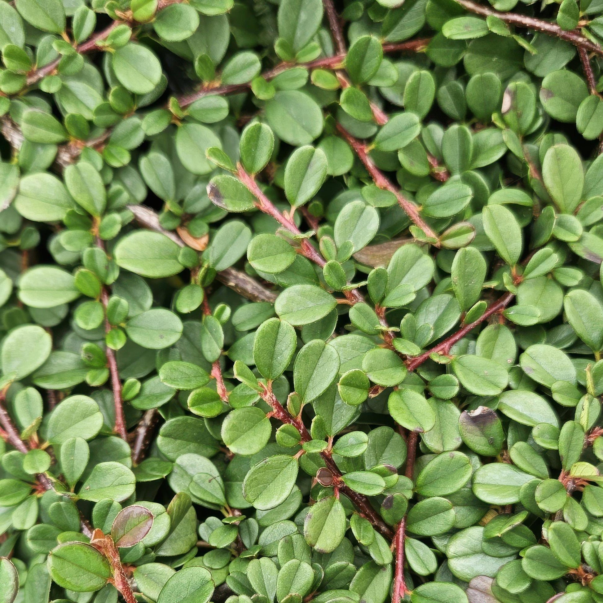 Cotoneaster prostratus 'Streib’s Findling' – 48 Pflanzen – Bodendecker – Ø9cm x ↕10–25cm – Immergrün – Weiße Blüten & rote Beeren – Für Sonne & Schatten – Pflegeleicht 