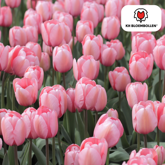 Tulpenzwiebeln Apricot Delight – 20 Blumenzwiebeln - Zartrosa-Apricot Tulpe – Groß & Kraftvoll – Für Garten oder Topf – Frisch vom Züchter 