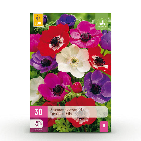 GreenboutiQ - Blumenzwiebeln - Anemone de Caen Mix - Verschiedene Farben - 30 Stück - Zwiebelgröße 5/6 - XXL Pack 