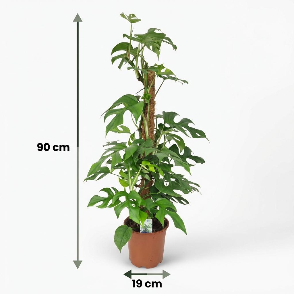 Green boutiQ - Zimmerpflanze - Mini-Fensterblatt - Monstera Minima Moosstab - Grün - Pflegeleicht - 1 Pflanze - Topf 19cm - Höhe 90cm 