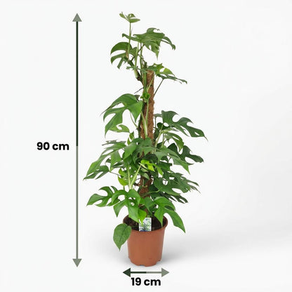 Green boutiQ - Zimmerpflanze - Mini-Fensterblatt - Monstera Minima Moosstab - Grün - Pflegeleicht - 1 Pflanze - Topf 19cm - Höhe 90cm 