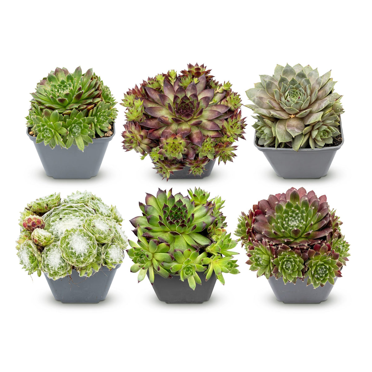 Hauswurz 'Big Sam' – Sempervivum 'Big Sam' – 6 Pflanzen – Topf Ø7cm – Höhe 10-12cm