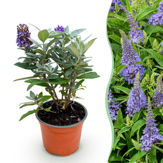 Green boutiQ - Gartenpflanze - Buddleja davidii Butterfly Candy Little Lila - Schmetterlingsstrauch - Kompakt - Lila - 1 Pflanze - Topf 12cm - Höhe 20-25cm 
