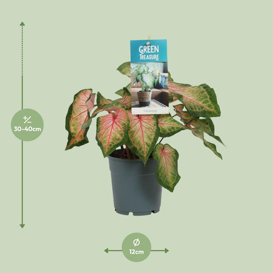 Caladium Rose – Angel Wings – Ø12cm – ↕25cm – Tropische Zimmerpflanze mit rosa-grünem Laub – Dekorativ & pflegeleicht – Für halbschattige Standorte 