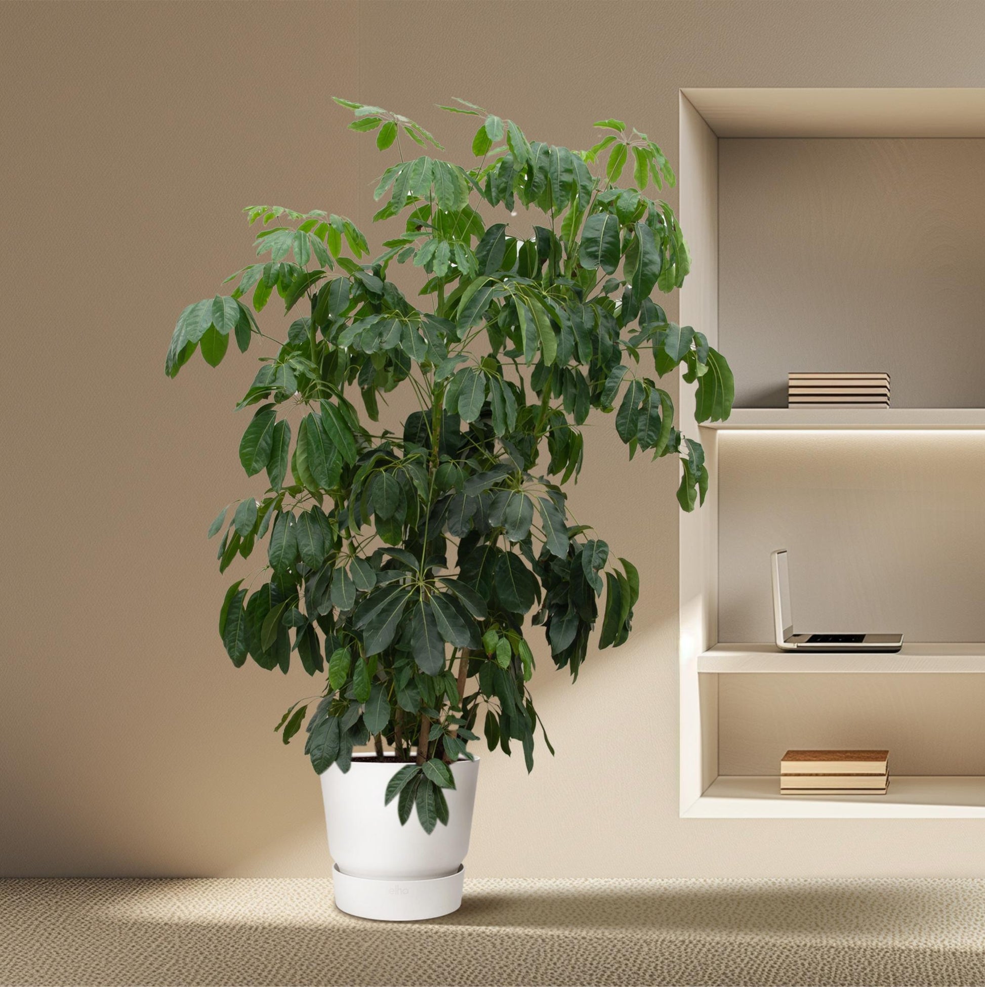 Schefflera Amate XL - 220 cm - ø45 