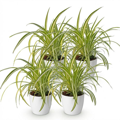 Green boutiQ - Zimmerpflanze - Chlorophytum comosum Variegatum - Bunte Graslilie - Haustierfreundliche Pflanze - Grün - 4 Pflanzen - mit Potter Weiß - Topf 12cm - Höhe 20cm 