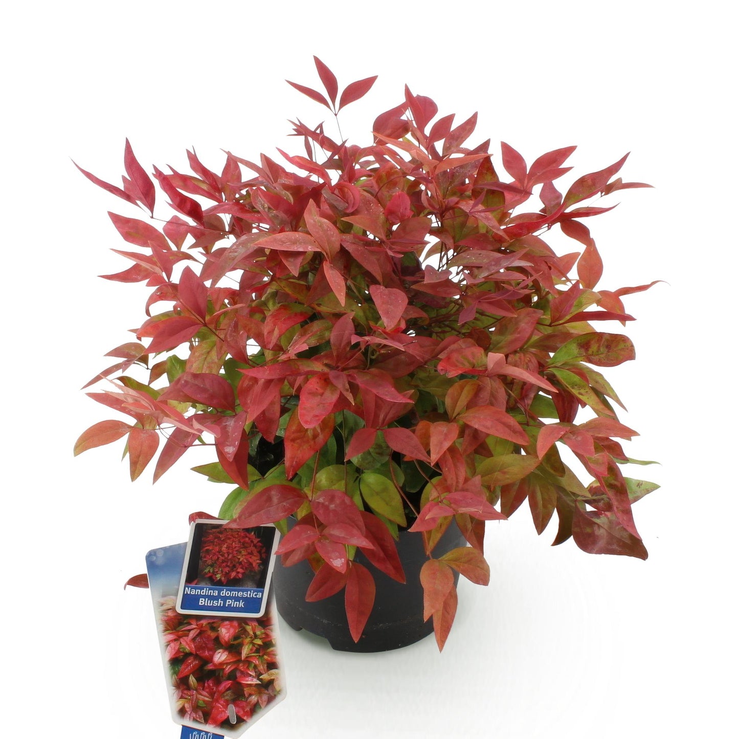 GreenboutiQ - Gartenpflanze - Nandina Blush Pink - Dunkelrosa - 1 Pflanze - Immergrün - Wenig Pflege - Topf 17cm Höhe 40cm 