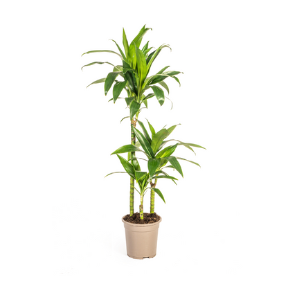 Drachenbaum - Dracaena Deremensis Lisa – Zimmerpflanze – Ø21cm – Höhe 90–110cm – Dunkelgrüne, glänzende Blätter – Pflegeleicht & stilvoll – Für Wohnzimmer & Büro 