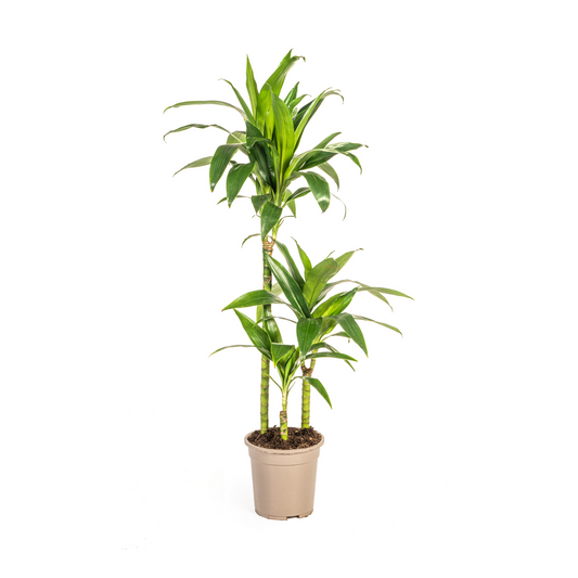 Drachenbaum - Dracaena Deremensis Lisa – Zimmerpflanze – Ø21cm – Höhe 90–110cm – Dunkelgrüne, glänzende Blätter – Pflegeleicht & stilvoll – Für Wohnzimmer & Büro 