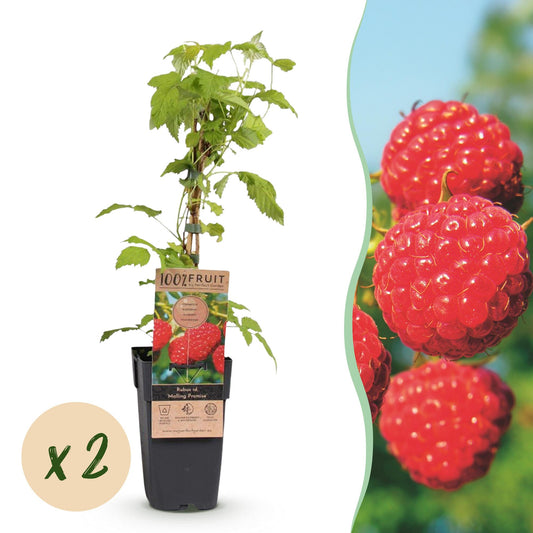 Green boutiQ - Fruit plant - Rubus idaeus Malling Promise - Raspberry plant - Hardy - Red Raspberry - 2 Plants - Pot 15cm - Height 50cm 